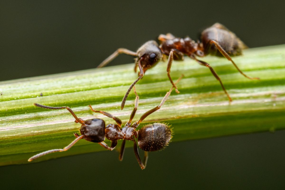 Ant Control service in Phoenix, AZ