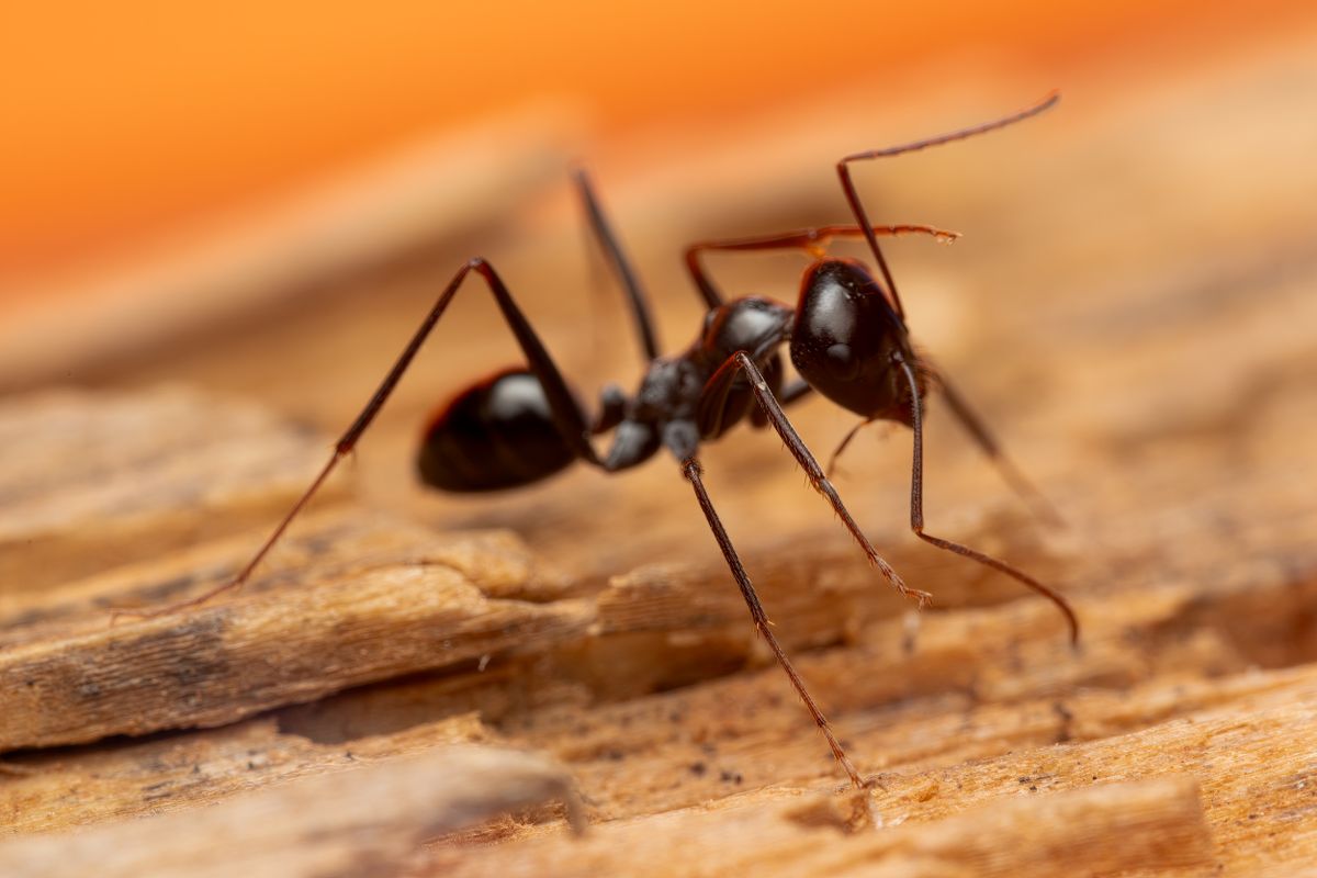 Ant Control in Phoenix