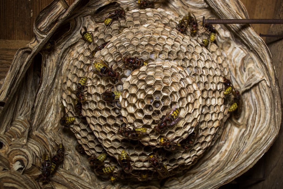 Bee & Wasp Removal service in Gilbert, AZ