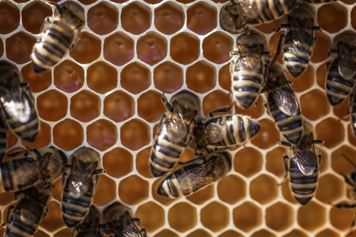 Bee & Wasp Removal in Phoenix