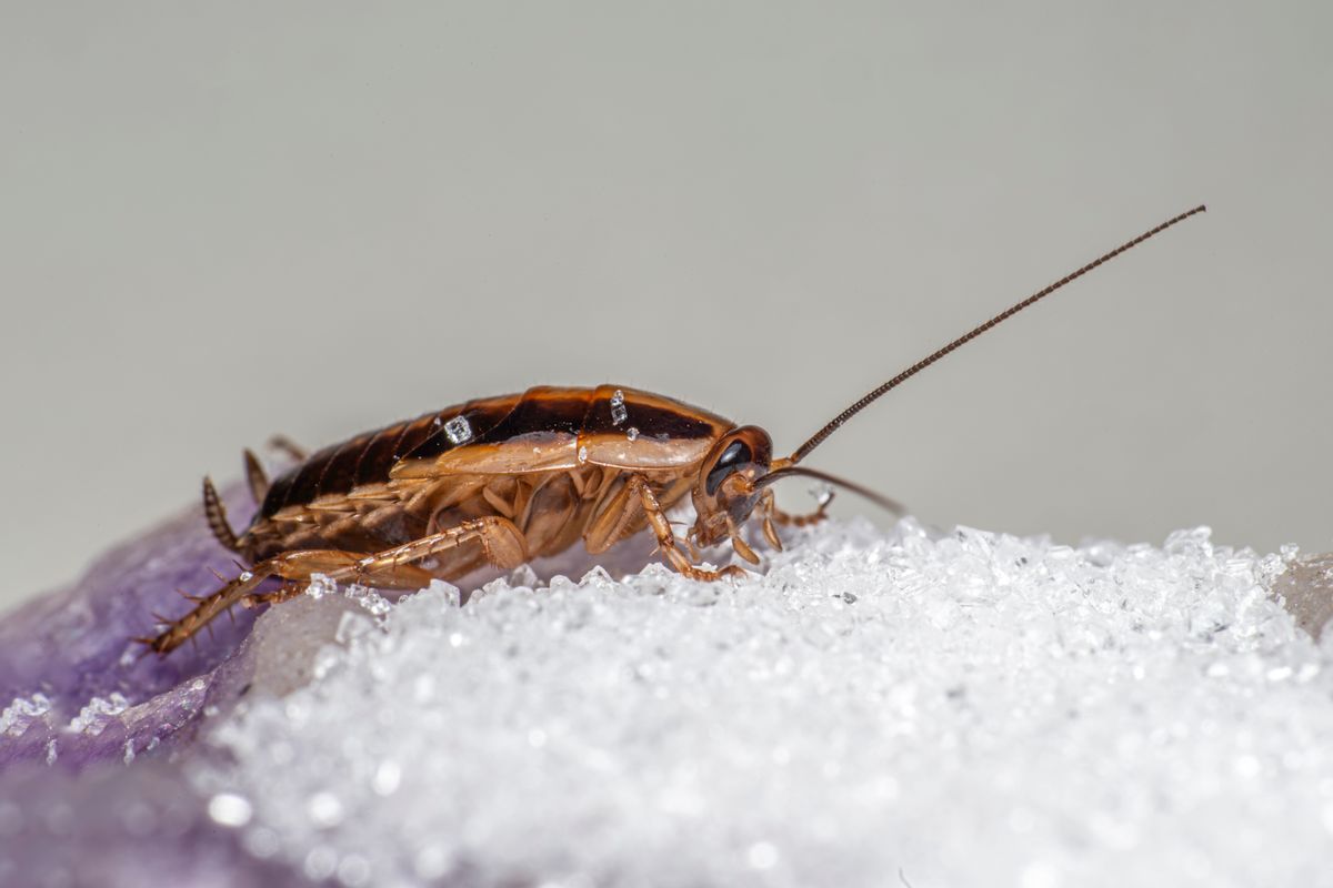 Cockroach Control service in Mesa, AZ