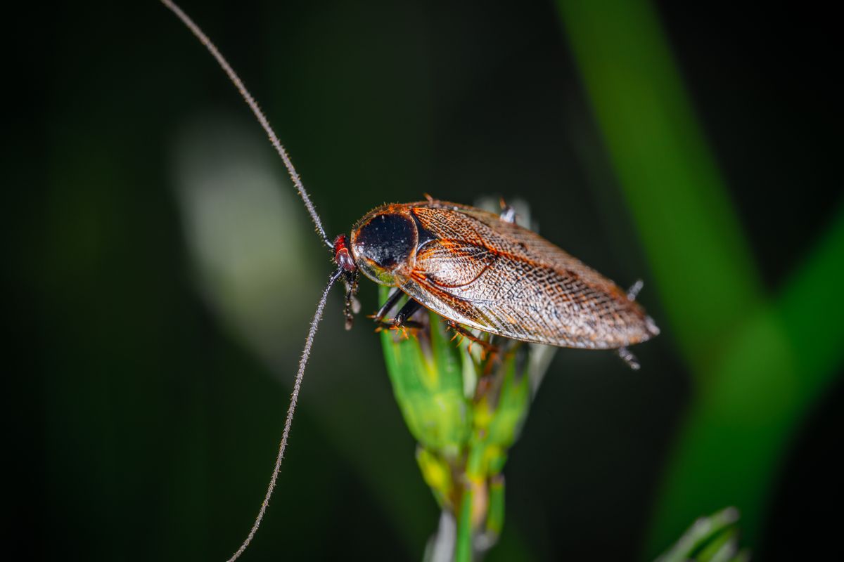 Cockroach Control in Phoenix