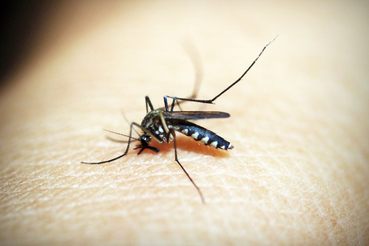 Mosquito Control service in Gilbert, AZ
