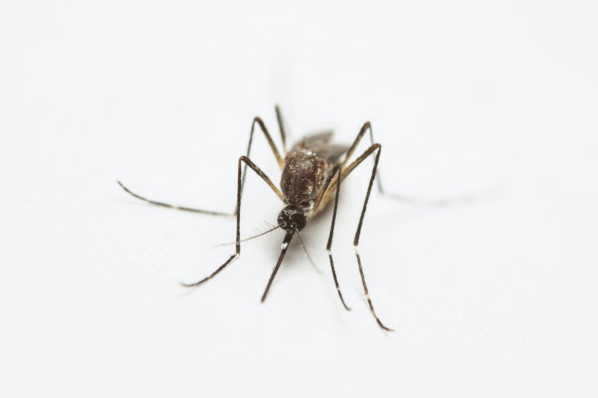 Mosquito Control in Phoenix