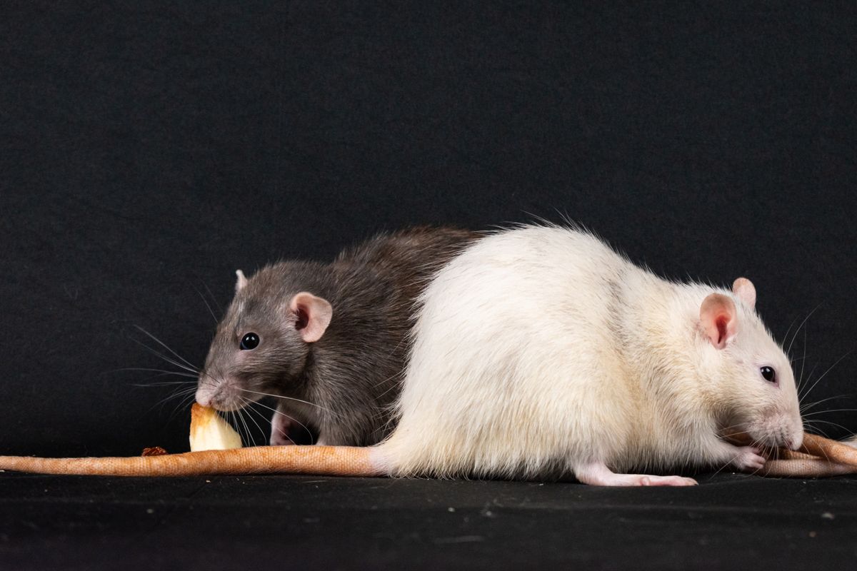 Rodent Control service in Phoenix, AZ