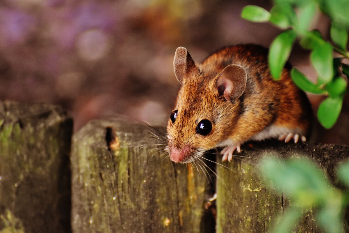 Rodent Control in Phoenix