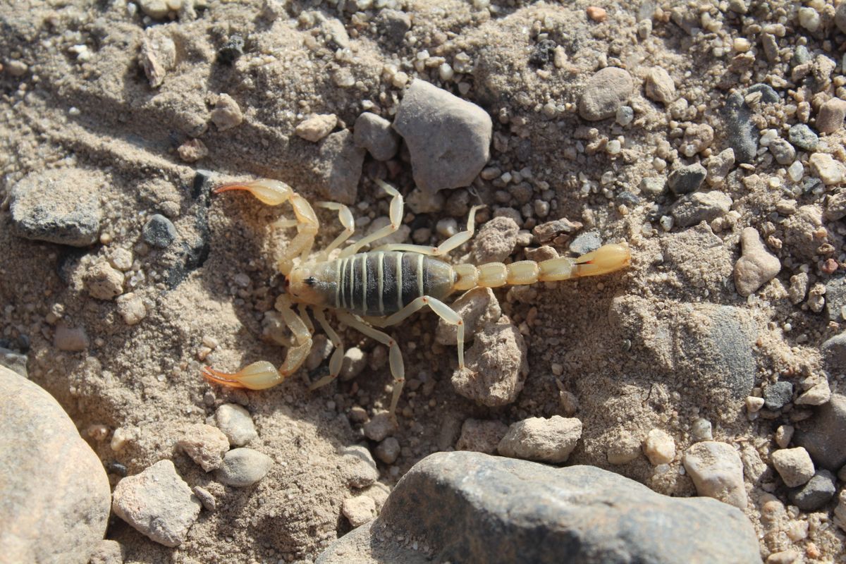 Scorpion Control service in Phoenix, AZ