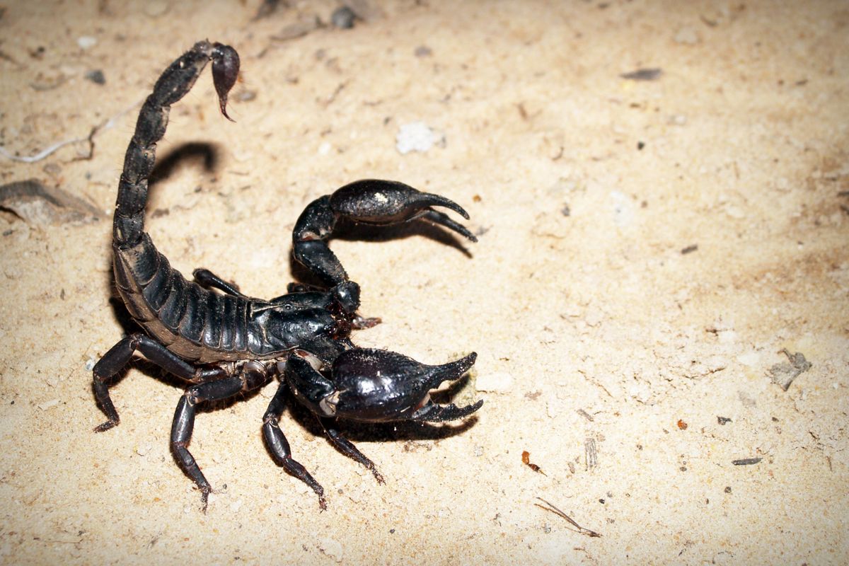 Scorpion Control in Phoenix