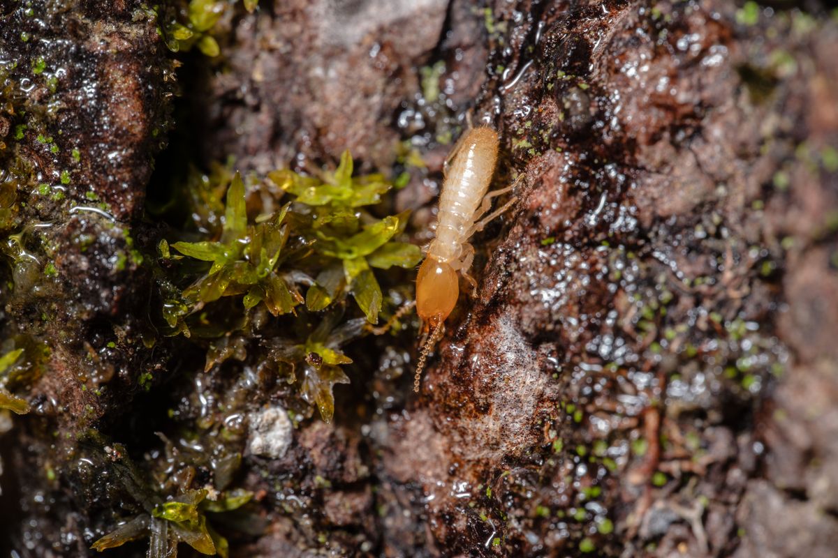 Termite Control & Inspection service in Phoenix, AZ