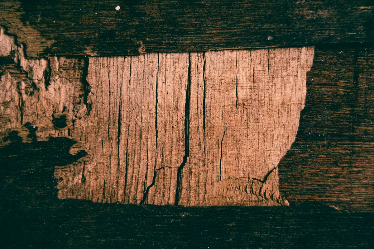 Termite Control & Inspection in Phoenix